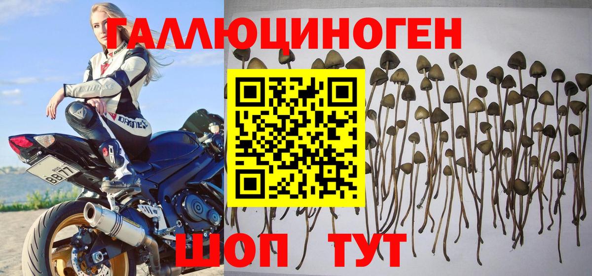 Псилоцибиновые грибы GOLDEN TEACHER Ногинск